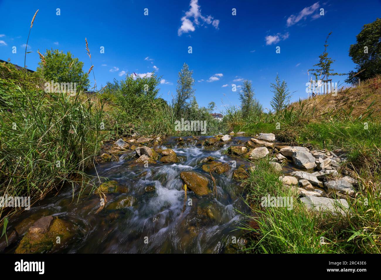 Recklinghausen, Nordrhein-Westfalen, Deutschland - Hellbach renaturalisiert, Wasserlauf renaturalisiert, der Hellbach ist nun frei von Abwasser nach dem Stockfoto