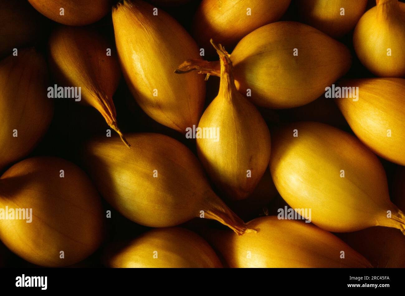 Essen, Zwiebeln, Zwiebel Sturon setzt. Stockfoto