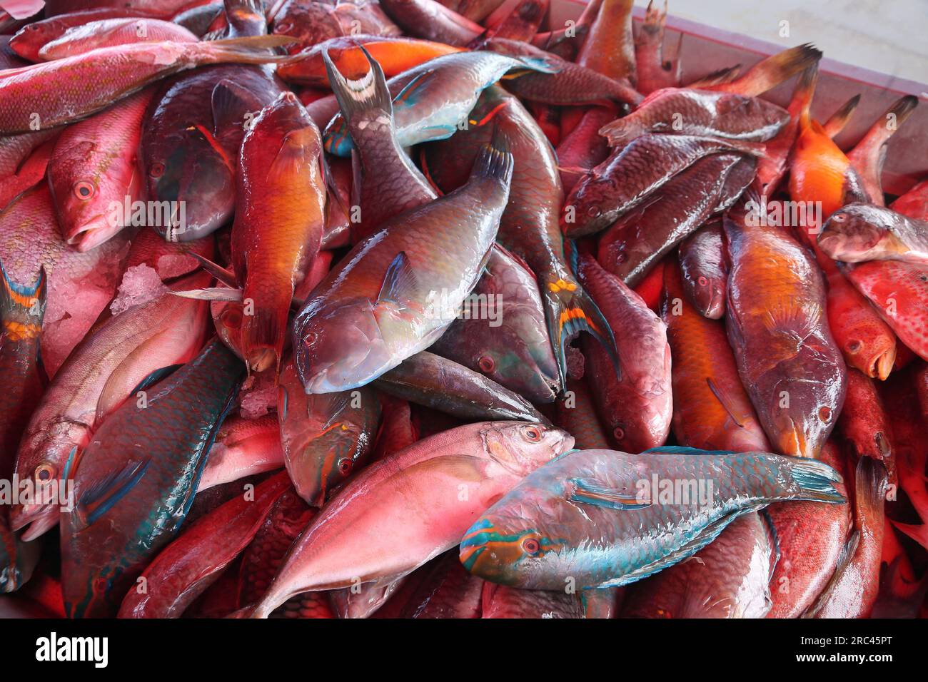 Fischmarkt in Guadeloupe in Pointe a Pitre, der größten Stadt von Guadeloupe. Brassen und Wrasse. Stockfoto