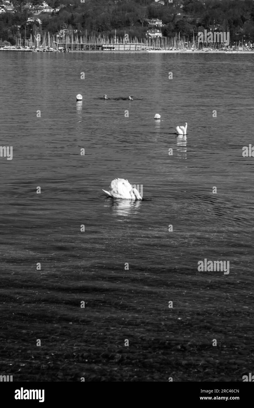 Malerischer Blick auf einen weißen Schwan, der im türkisfarbenen Wasser des Genfer Sees im Genfer Hafen schwimmt. Stockfoto