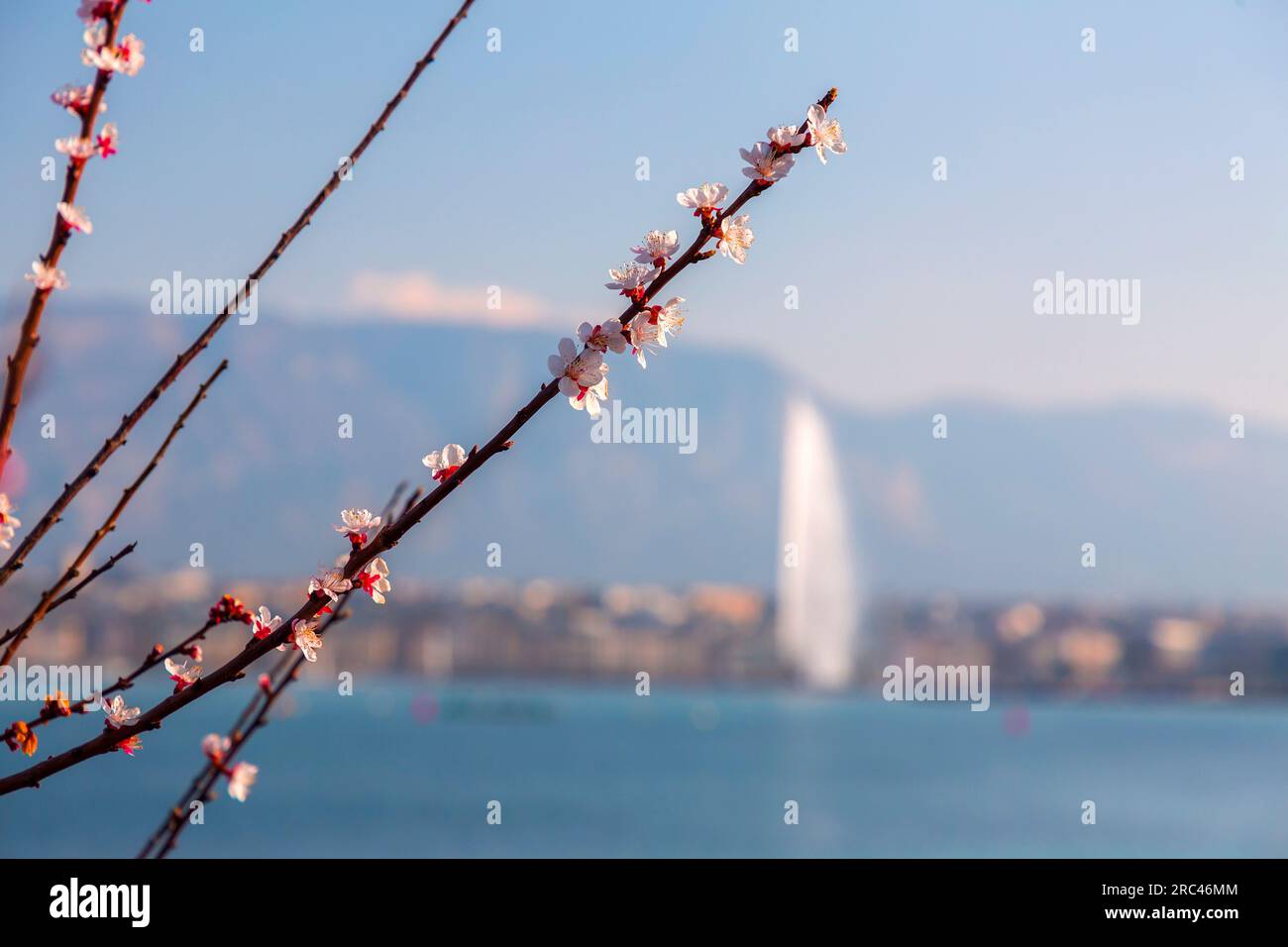 Malerischer Blick vom Genfer See an der Bucht von Genf, der von einem Zweig von Kirschblüten, dem französischen Teil der Schweiz, unscharf beobachtet wird. Stockfoto