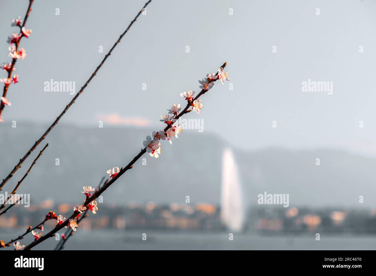 Malerischer Blick vom Genfer See an der Bucht von Genf, der von einem Zweig von Kirschblüten, dem französischen Teil der Schweiz, unscharf beobachtet wird. Stockfoto
