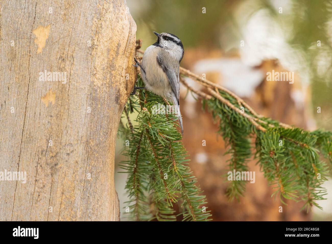 Mountain Chickadee im Yellowstone-Nationalpark im Winter. Stockfoto