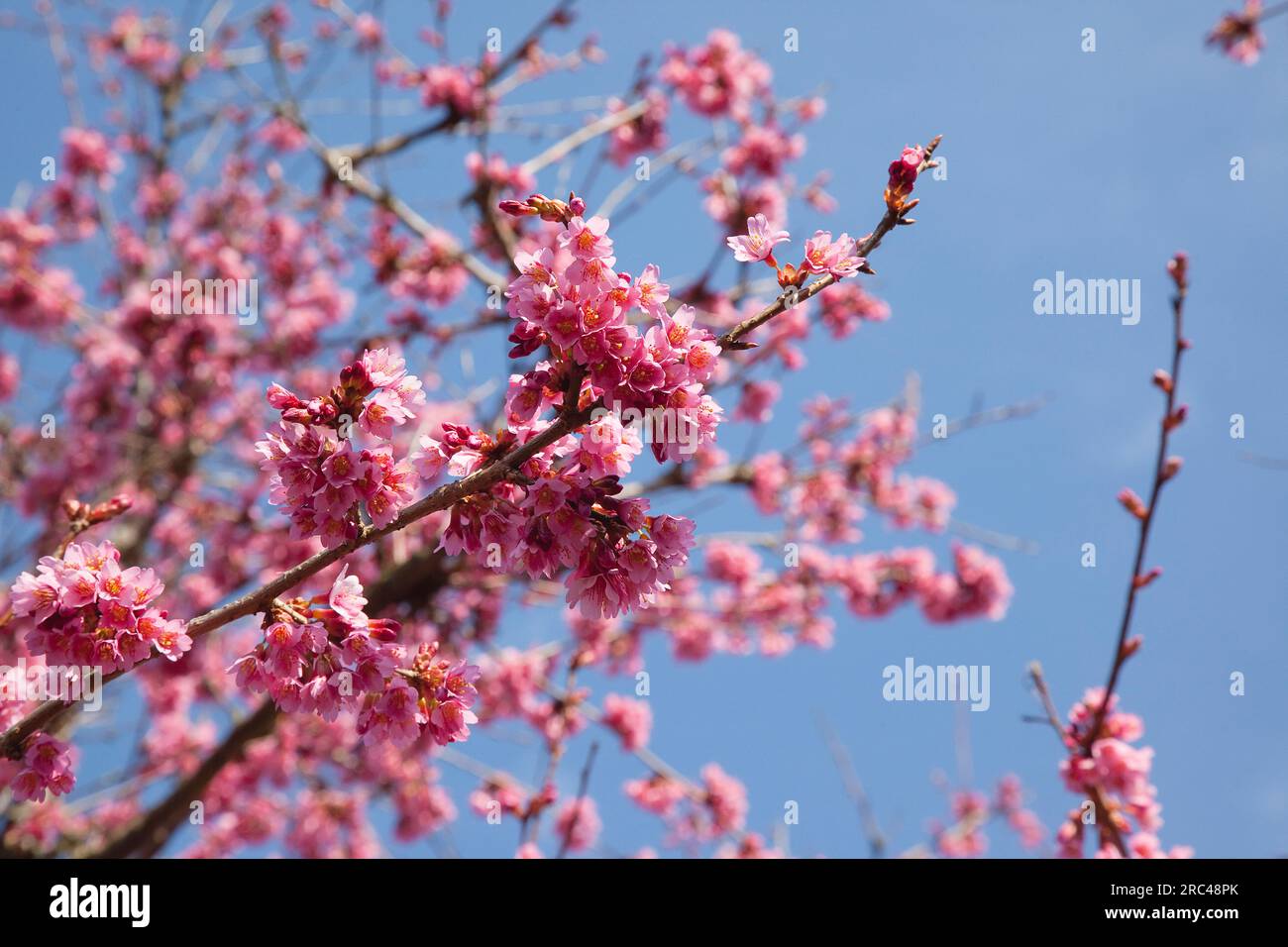 Kirschblütenbaum, Prunus, Details rosafarbener Blüten auf Bäumen im Hausgarten. Pflanzen, Bäume, Blüten. Stockfoto