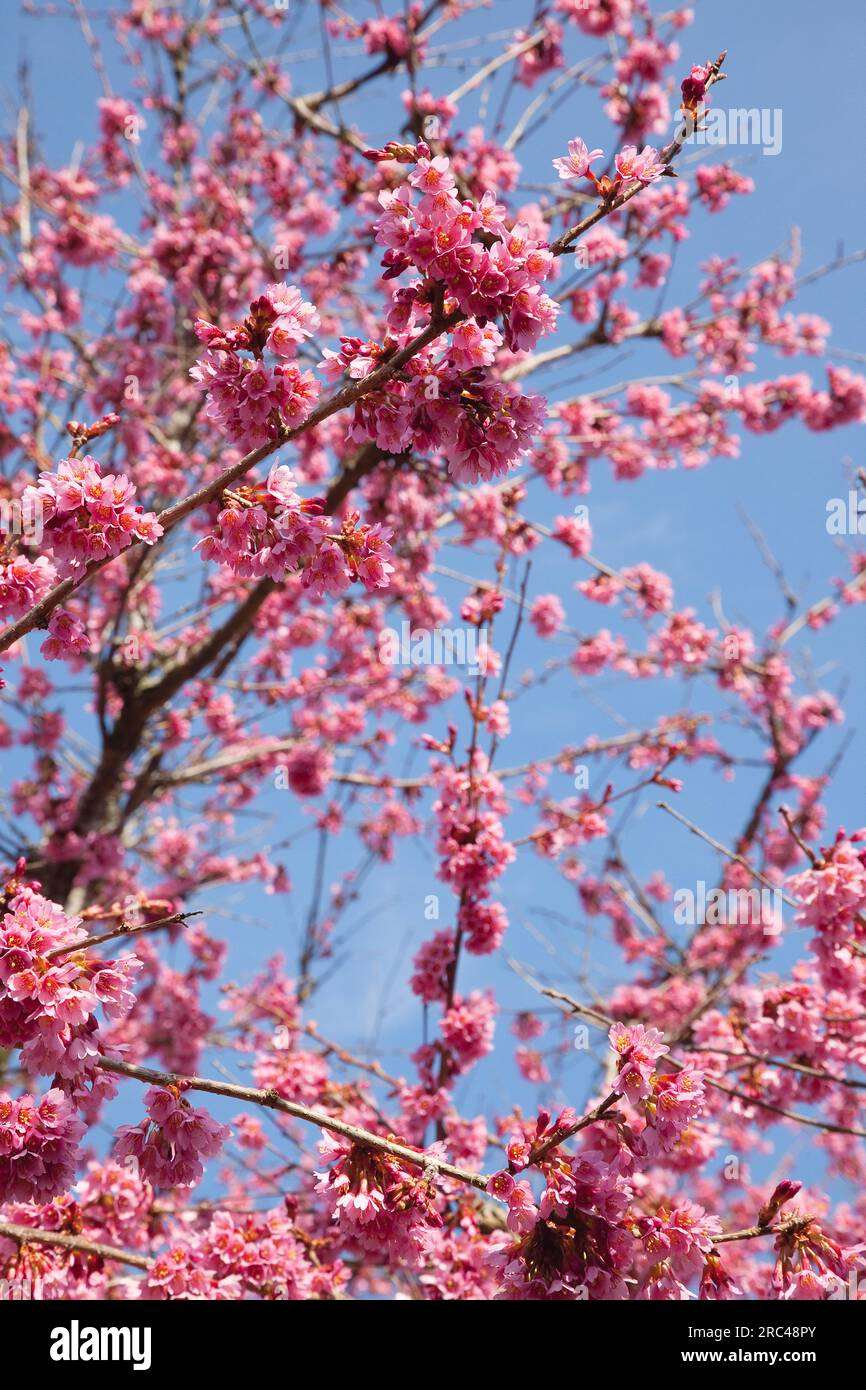 Kirschblütenbaum, Prunus, Details rosafarbener Blüten auf Bäumen im Hausgarten. Pflanzen, Bäume, Blüten. Stockfoto