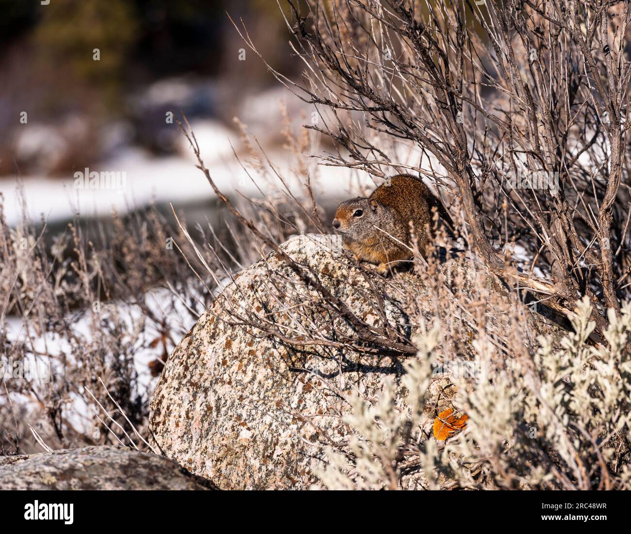 Uinta Ground Eichhörnchen im Winter im Yellowstone-Nationalpark Stockfoto