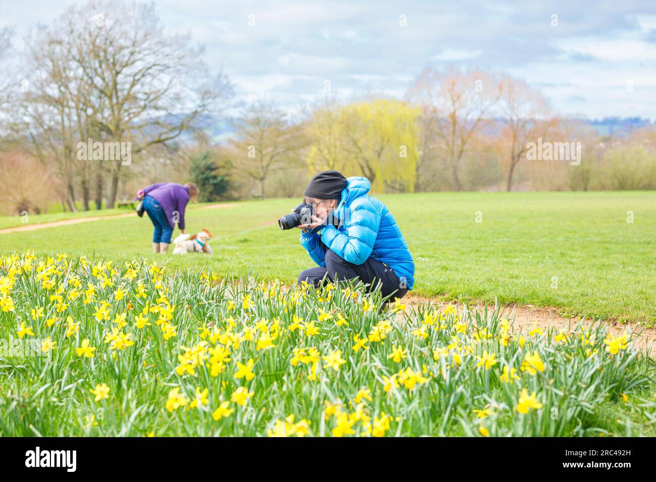 Frau fotografiert Narzissen im Frühling im UK Park. Stockfoto