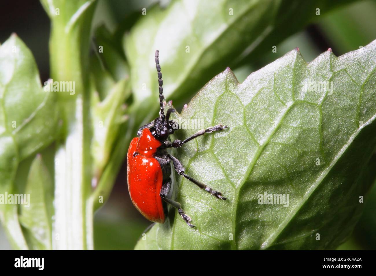 Insekten, Käfer, Scharlachkäfer, Käfer Lilloceris Lilii, rotes Insekt auf grünem Laub. Tunbridge Wells Kent, England Stockfoto