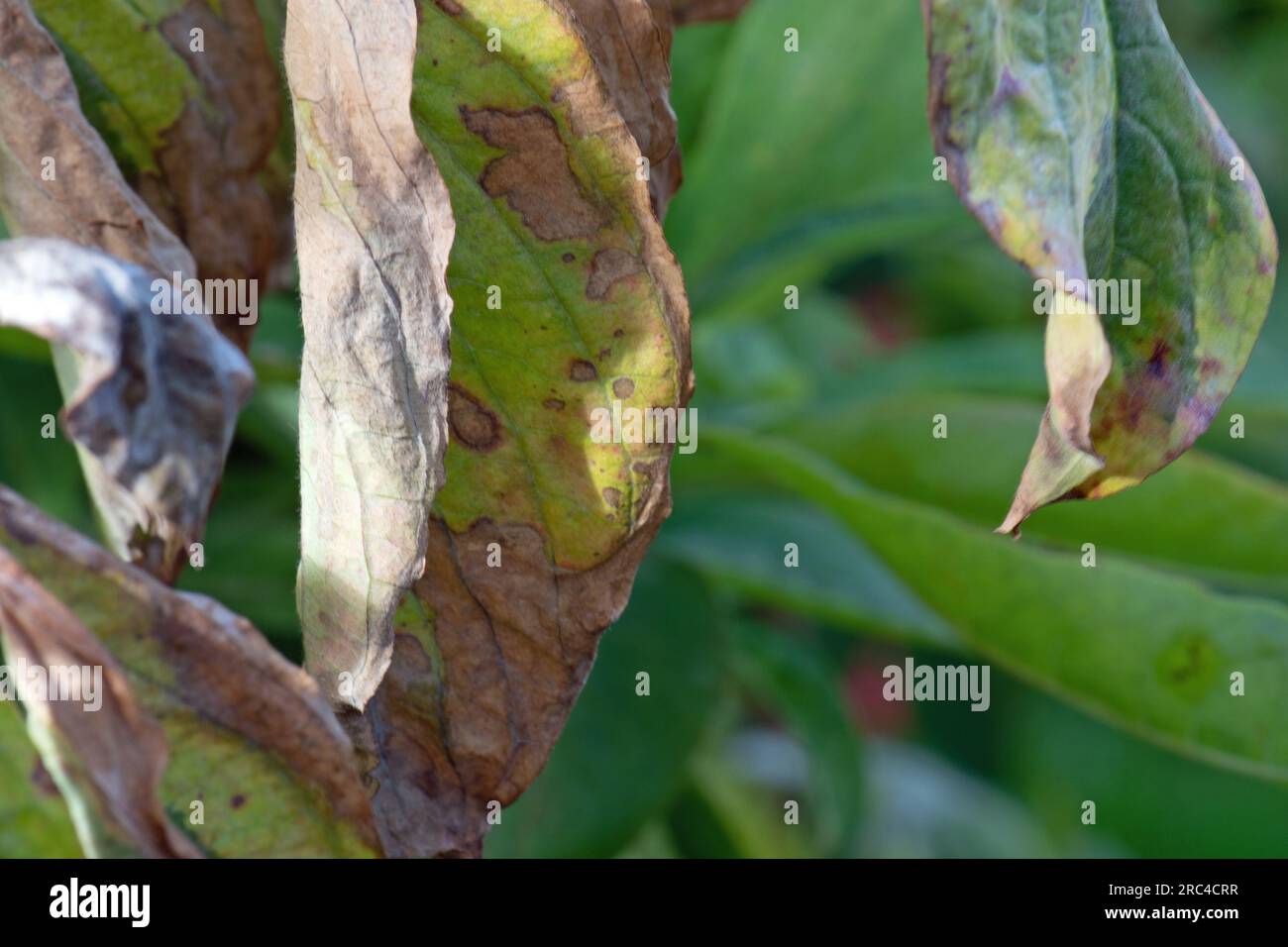 Cornus anthracnose, Hundewald anthracnose. Stockfoto