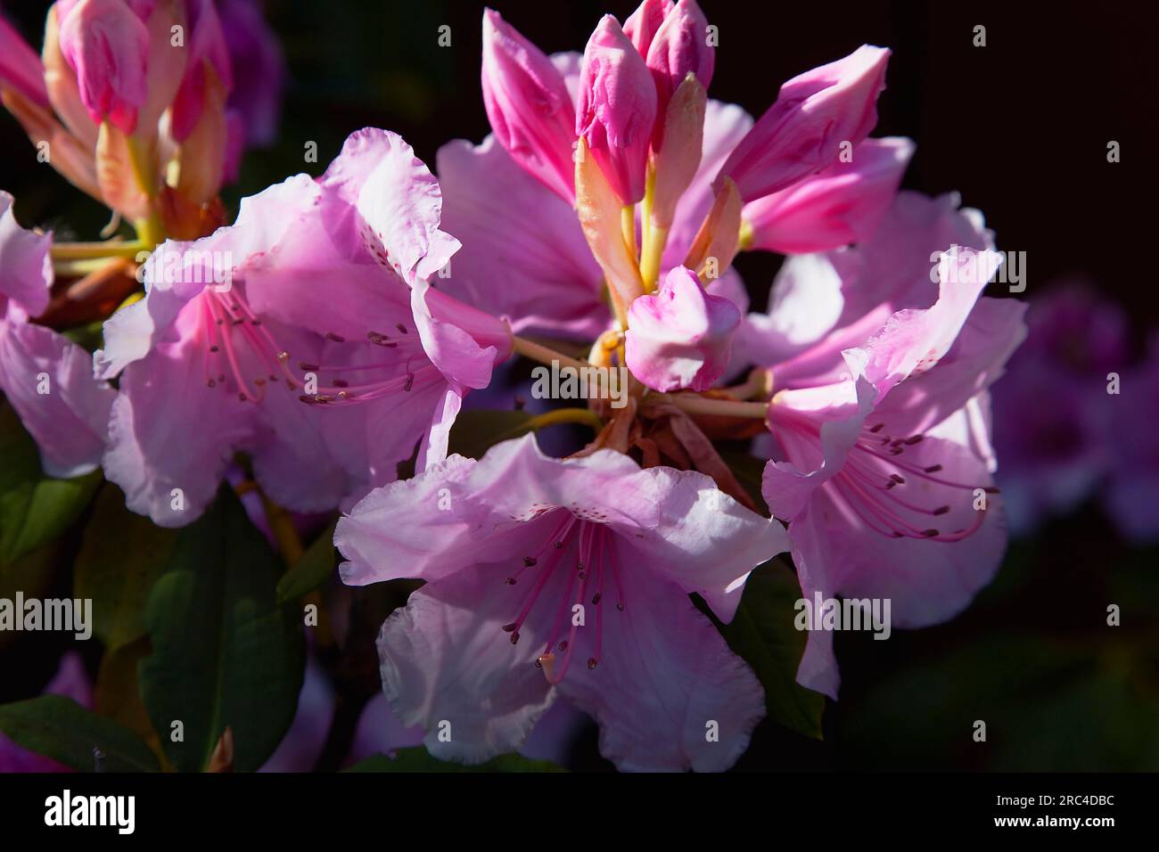 Pflanzen, Blumen, Rhododendron, Rhododendron russatum, die im Garten wachsen. Flora Stockfoto