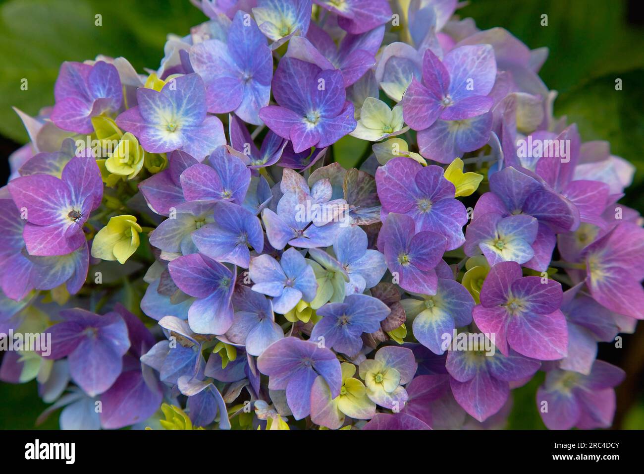 Pflanzen, Blumen, Hortensien, Nahaufnahme rosa und malvenfarbene Blumen, die im Freien wachsen. Flora Stockfoto