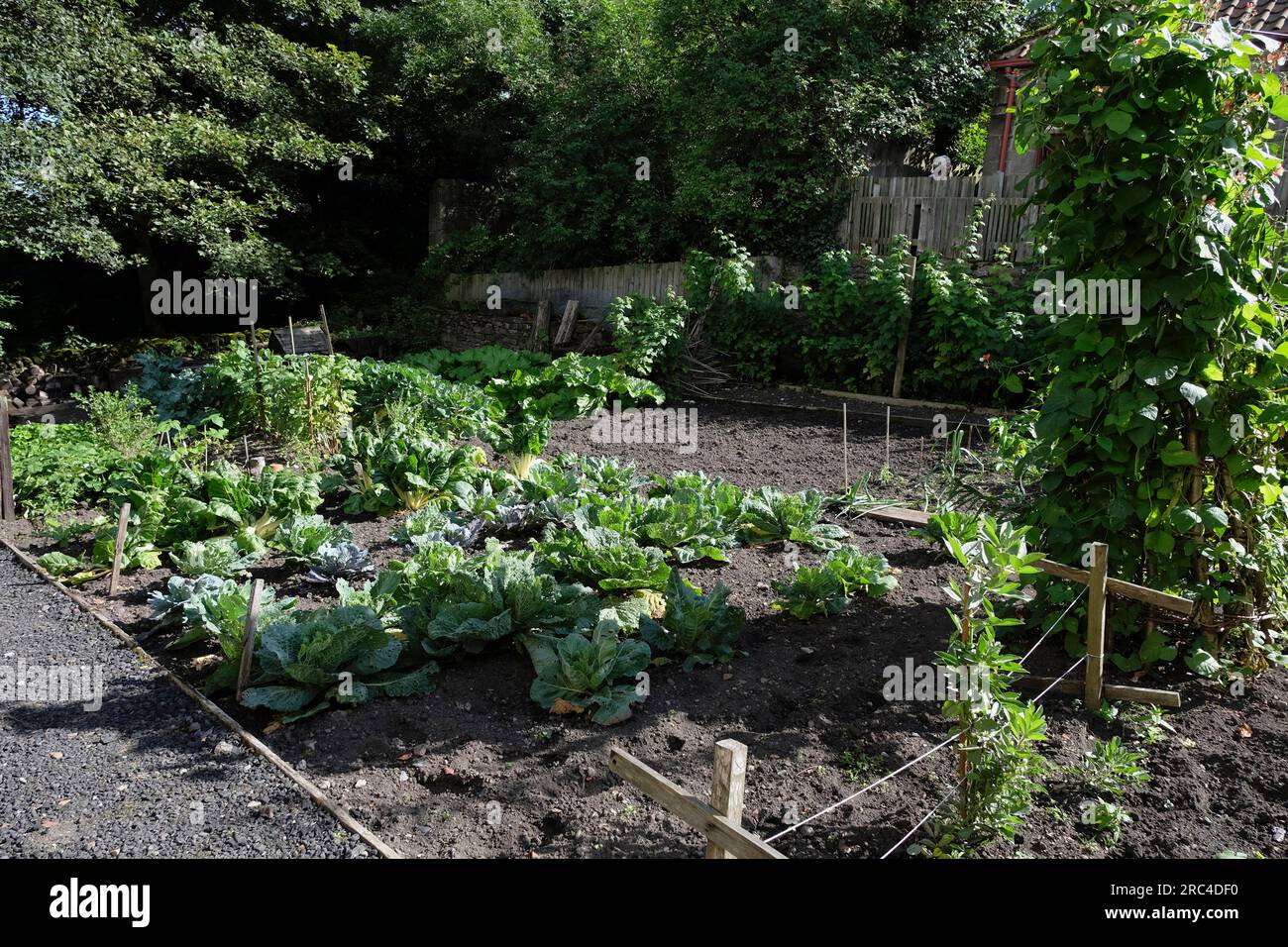 England, County Durham, Beamish, typischer Wartime Allotment Garden der 1940er Jahre. Stockfoto