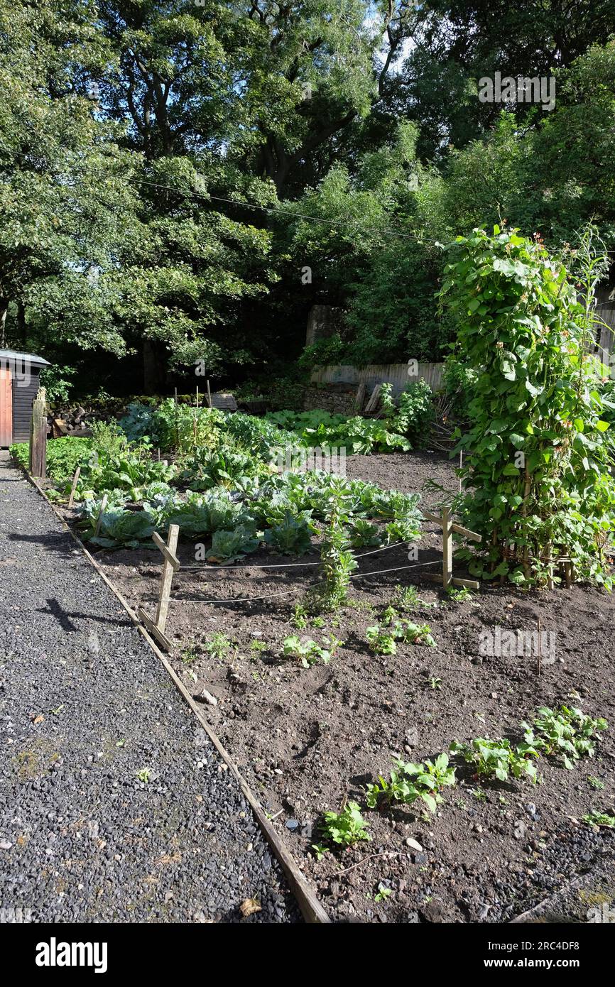 England, County Durham, Beamish, typischer Wartime Allotment Garden der 1940er Jahre. Stockfoto