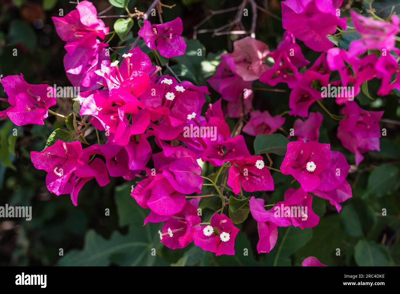 Israel, Berg der Beatitudes, Bougainvillea Blumen auf dem Gelände der Kirche der Beatitudes nahe Tabgha und Capernaum. Bougainvillea-Blumen Stockfoto