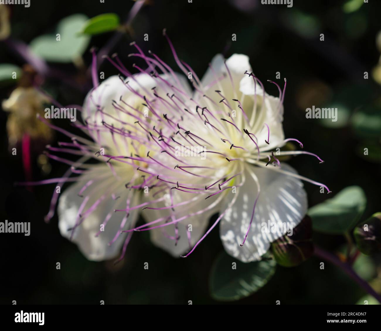 Israel, Jerusalem, Ölberg, Eine Kaperblume, auch Flinders Rose genannt, Capparis spinosa, in Blüte. Die Blume einer Kaperpflanze in Israel. Stockfoto