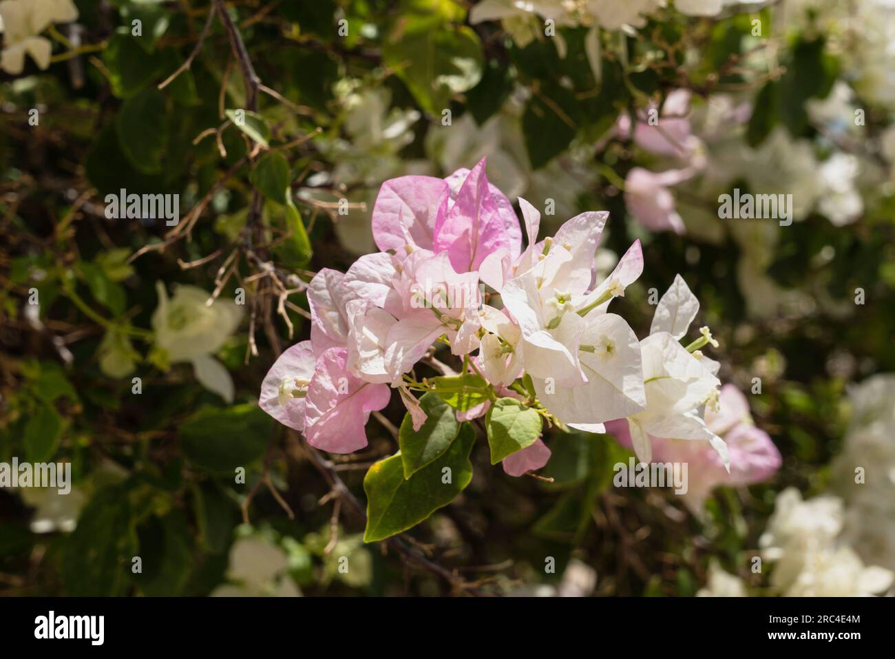 Palästina, Qumram-Nationalpark, blühende Bougainvillea-Arten im Qumram-Nationalpark im besetzten Gebiet des Westjordanlands. Stockfoto