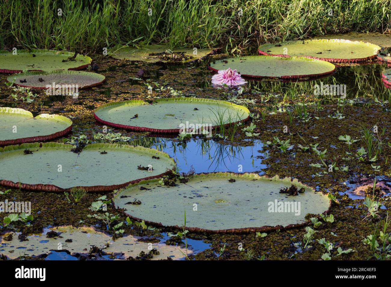 Guyana, Demerara-Mahaica Region, Georgetown, The Giant Water Lily oder Queen Victorias Water Lily, Victoria amazonica, ist die weltweit größte Wasserlilie Stockfoto