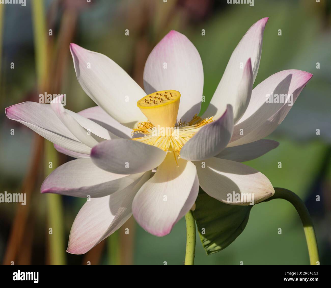 Guyana, Demerara-Mahaica Region, Georgetown, Lotusblume, Nelumbo nucifera, Im Botanischen Garten. Die Lotusblume stammt ursprünglich aus Indien an Stockfoto