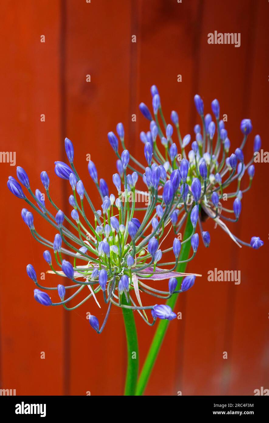 Flora, Blumen, blaues Agapanthus, das im Garten wächst. Agapanthus Stockfoto