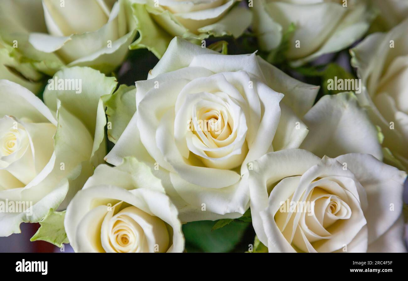 Flora, Blumen, Rose, Rosa, Weiße Rosen in Vase. Stockfoto