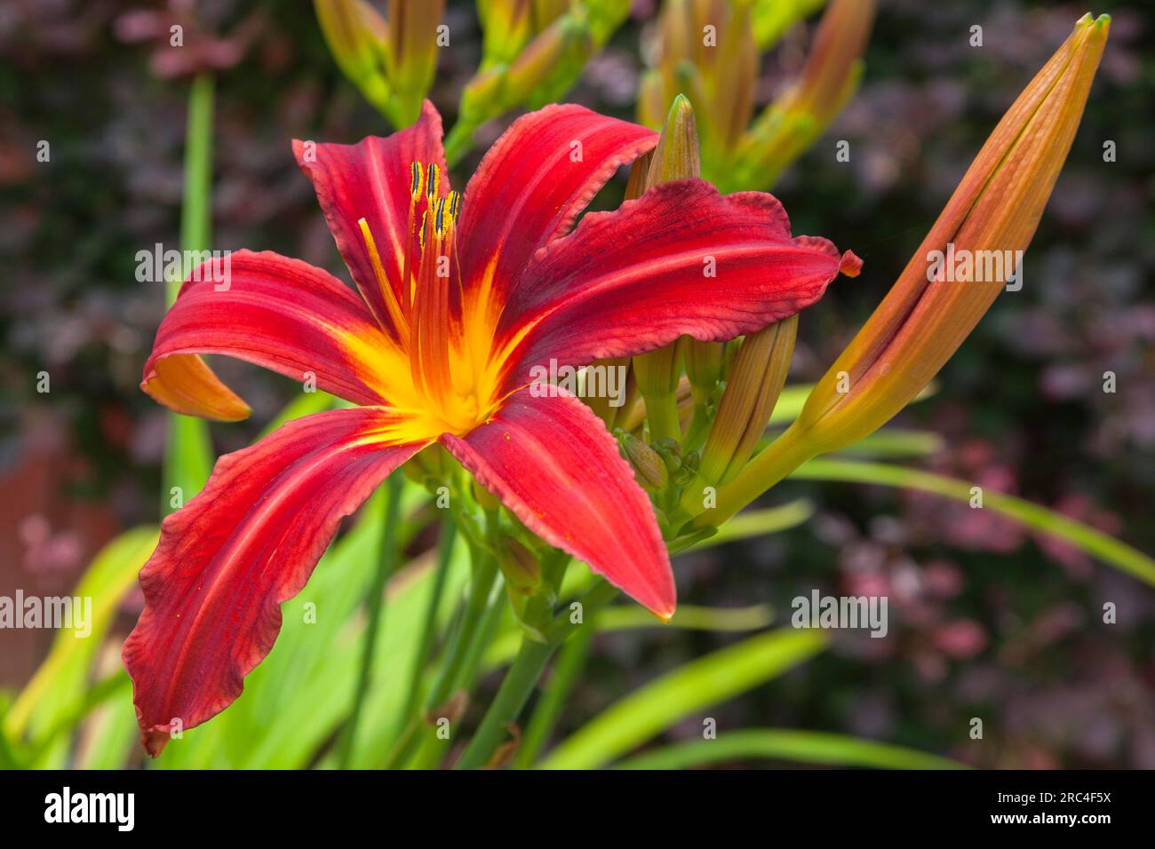 Flora, Blumen, Hermerocallis, Lilie, rot gefärbte Tageslilien, die im Garten wachsen. Stockfoto