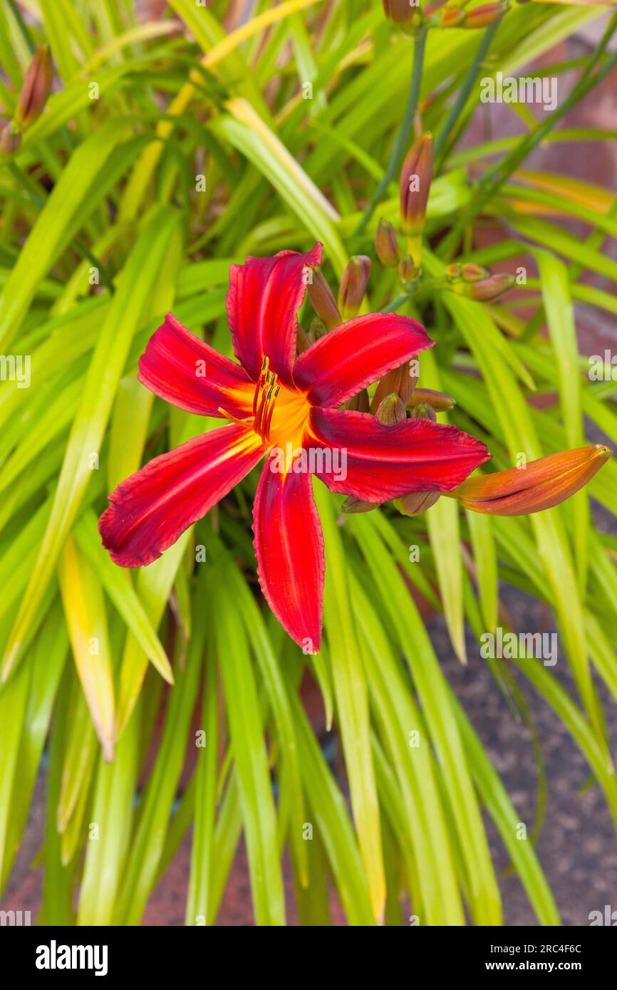 Flora, Blumen, Hermerocallis, Lilie, rot gefärbte Tageslilien, die im Garten wachsen. Stockfoto