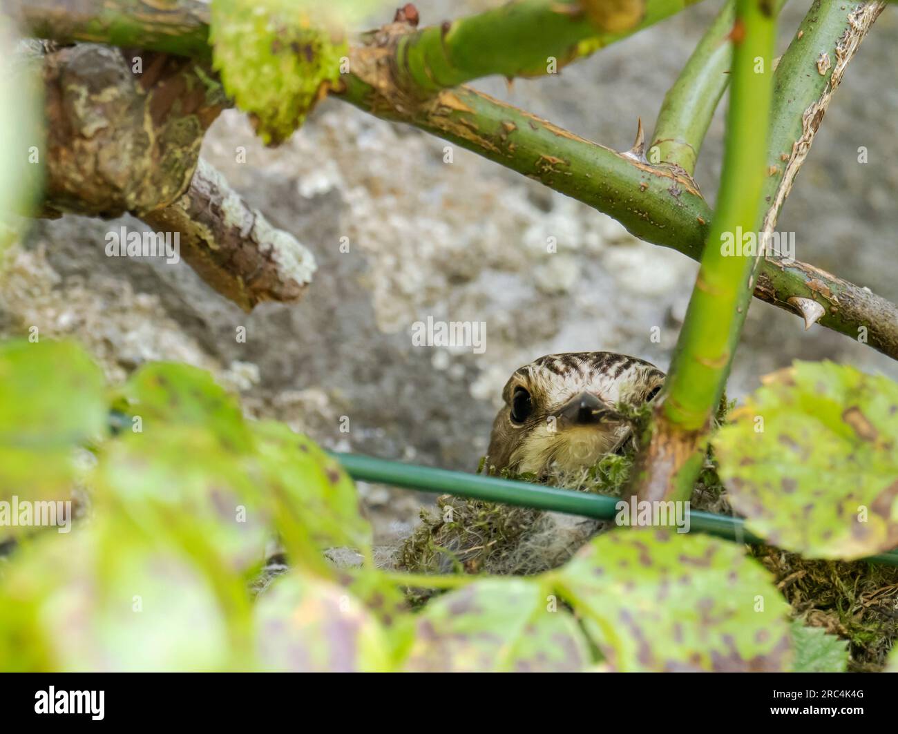 Muscicapa striata, ein Flycatcher mit Flecken, saß auf einem Nest in Austwick in den Yorkshire Dales, Großbritannien. Stockfoto