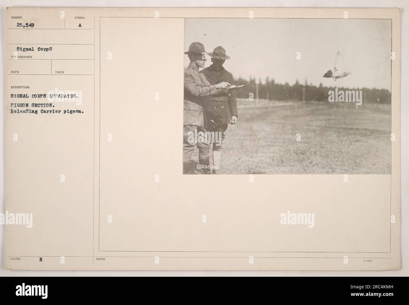 Soldaten, die Brieftauben als Teil der Taubensektion freilassen, mit einem Signalkorps-Gerät. Die Tauben wurden während des Ersten Weltkriegs verwendet, um wichtige Nachrichten über große Entfernungen zu übermitteln. Dieses Foto hat die Nummer 25.549 in der Signalkorps-Sammlung. Stockfoto