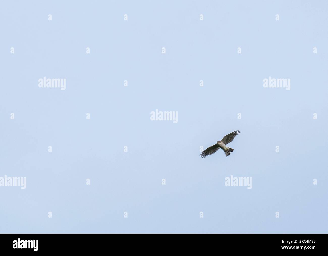 Ein männlicher eurasischer Sparrowhawk, Accipiter nisus über Ambleside, Lake District, Großbritannien. Stockfoto