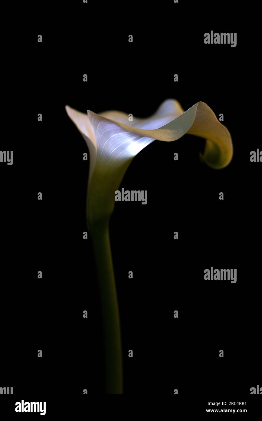 Eine Calla-Lilienblume, die von innen zu leuchten scheint, auf schwarzem Hintergrund. Stockfoto
