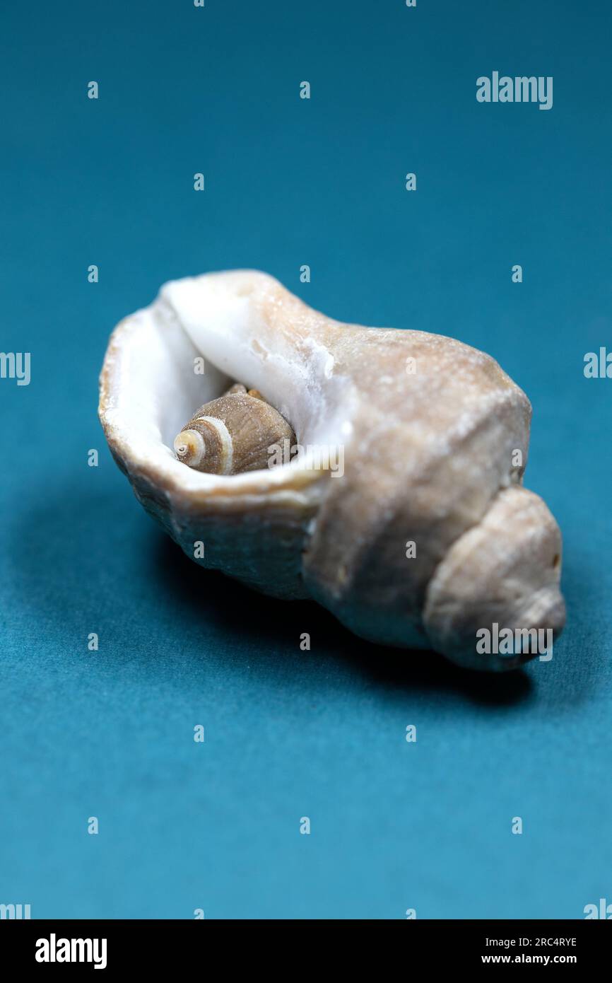 Eine kleine Muschel in einer größeren Muschel auf türkisblauem Hintergrund. Stockfoto