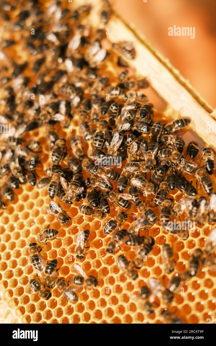 Nahaufnahme von Honigbienen auf Wachswabenwabe mit hexagonalen Zellen für Bienenhaus- und Bienenzuchtkonzept Hintergrund Stockfoto
