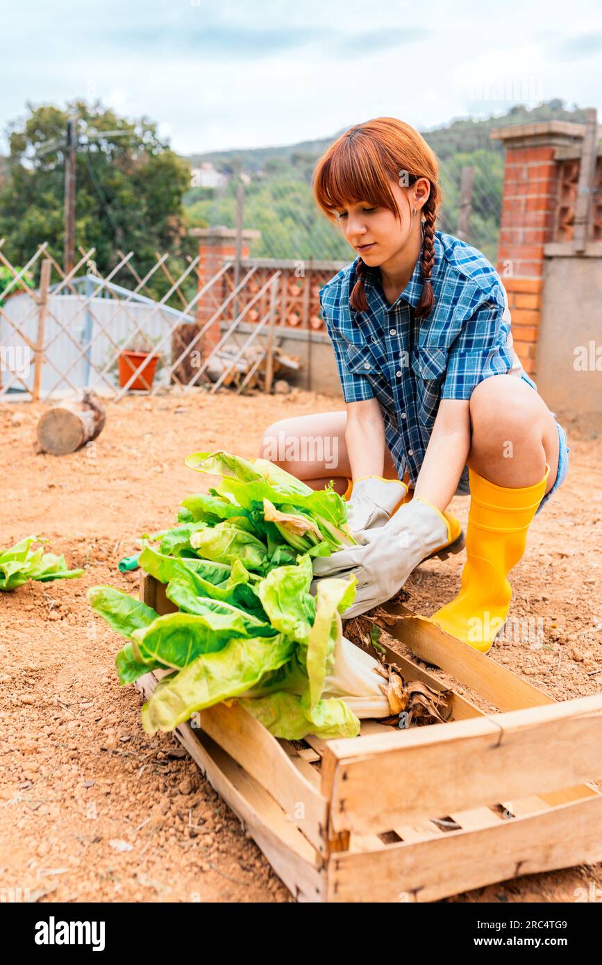 Der ganze Körper einer pflichtbewussten jungen Frau in lässiger Kleidung und Handschuhen, die Gemüse im Garten in einer Schachtel erntet, während sie tagsüber auf dem Land arbeitet Stockfoto