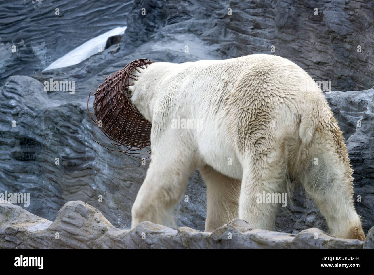 Der Kopf eines Eisbären steckt in einem Korb Stockfoto