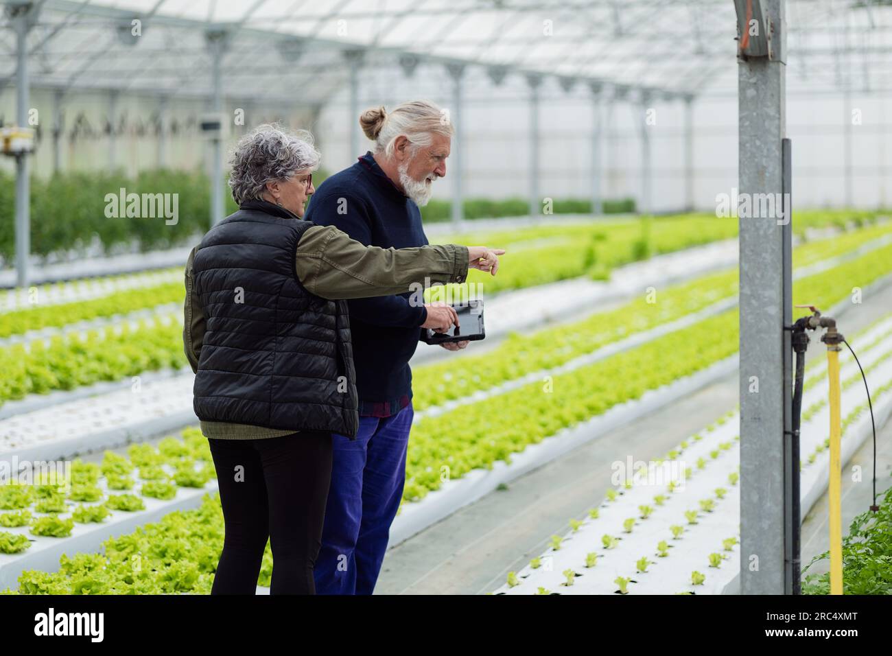 Seitenansicht eines alten Bauernpaares, das in einem intelligenten Gewächshaus mit biologischem hydroponischem Bauernhof wegschaut und das Wachstum der Pflanzen auf dem Tisch überwacht Stockfoto