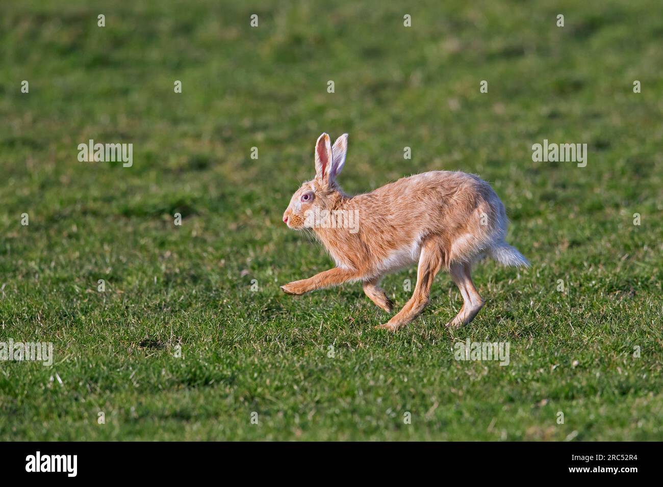Europäischer brauner Hase (Lepus europaeus) blonder Morph, der im Frühjahr durch die Wiese/das Grasland flieht Stockfoto
