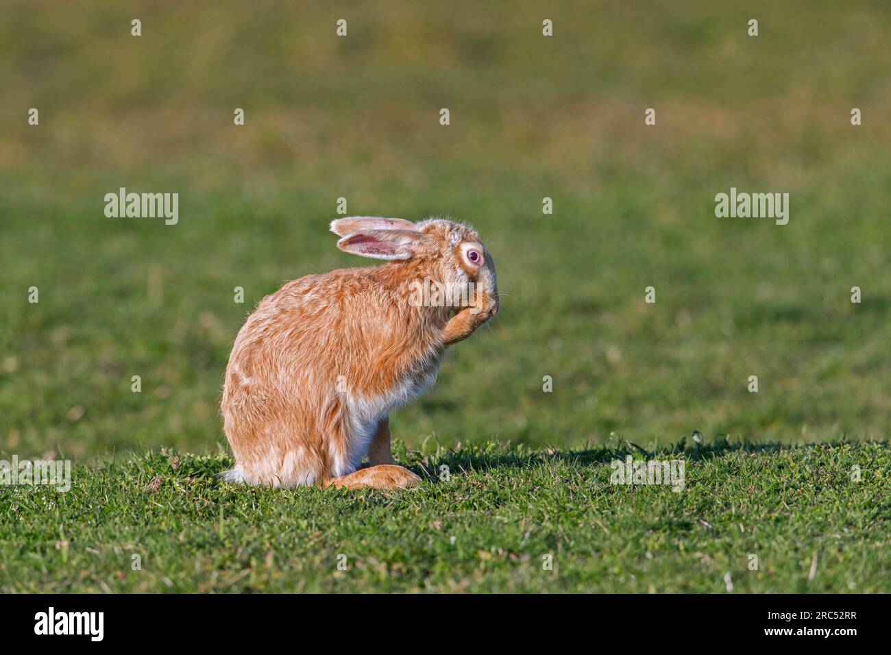 Europäischer brauner Hase (Lepus europaeus) blonder Farbmorph, der im Frühling blondes Fell auf Feld/Grünland vorfrischt Stockfoto