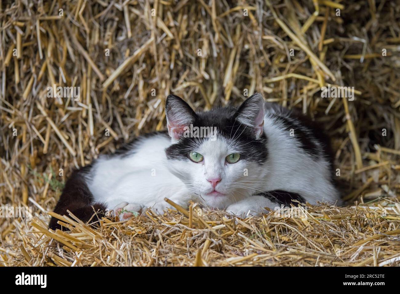 Schwarz-weiße Wildkatze/streunende Katze (Felis catus), die auf einem Strohballen in der Scheune auf einem Bauernhof auf dem Land ruht Stockfoto