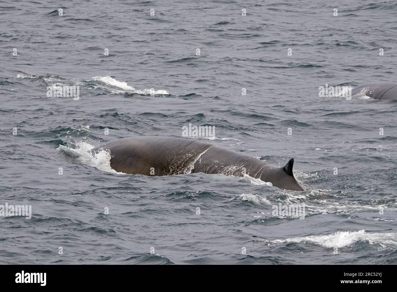 Zwei Finnwale / Finnwale / gewöhnliche Wale (Balaenoptera physalus) tauchen auf, um im Sommer im Arktischen Ozean zu atmen, Svalbard / Spitsbergen Stockfoto