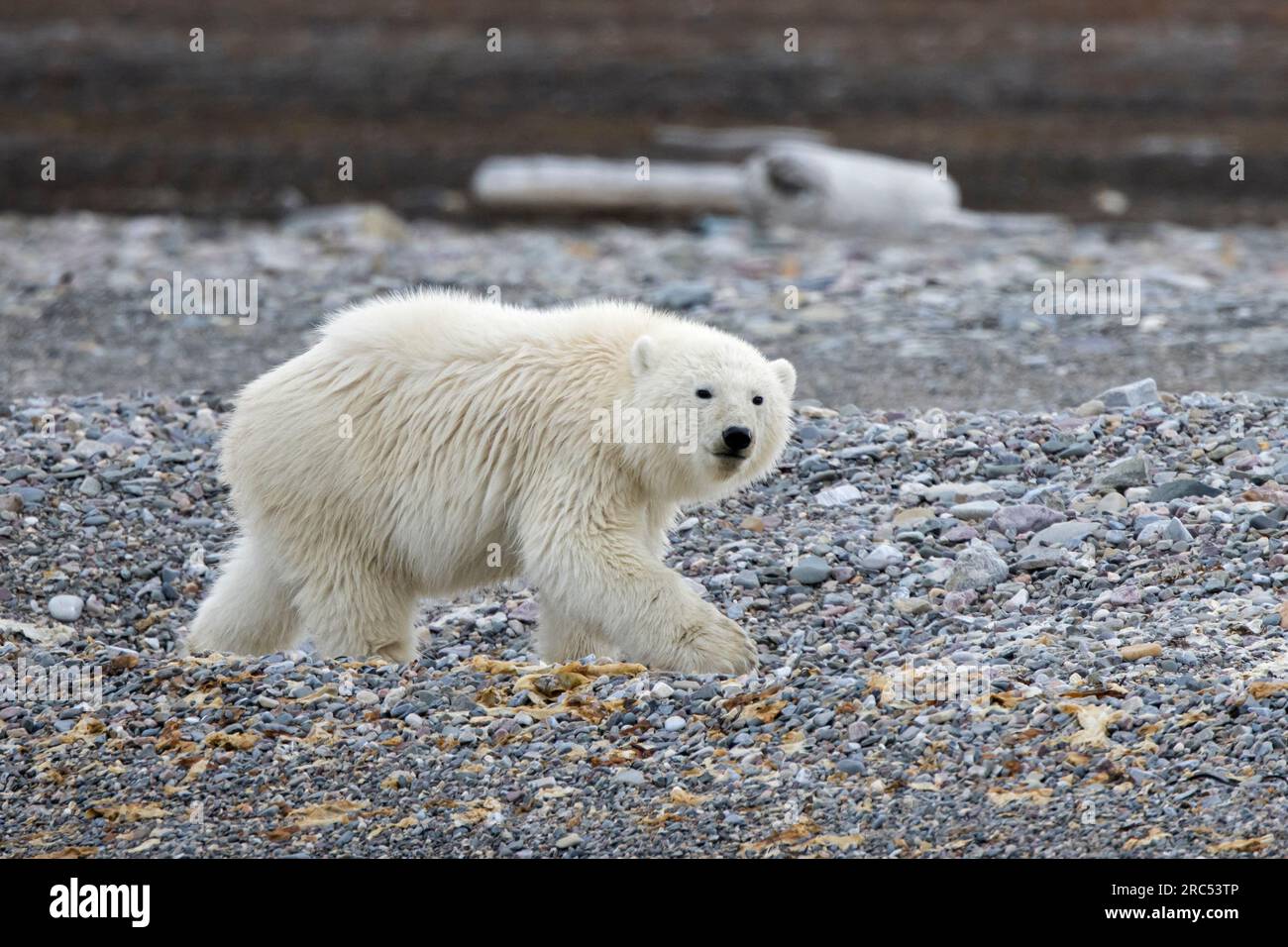 Junges einsamer Eisbär (Ursus maritimus), das im Sommer an der Kieselstrand entlang der Svalbard-Küste, Spitsbergen, forscht Stockfoto