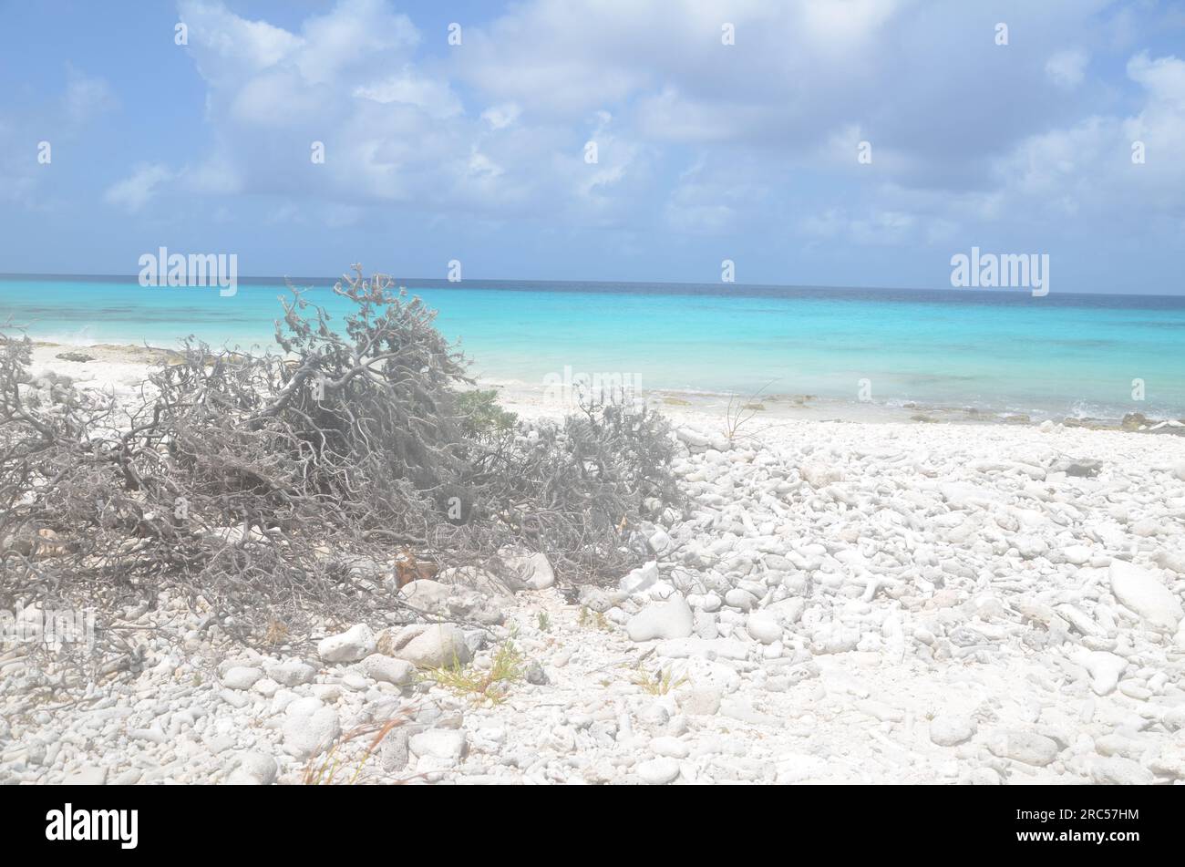 Weißer Sandstrand mit trockenen Pflanzen und das blaue karibische Meer bei Bonaire Stockfoto