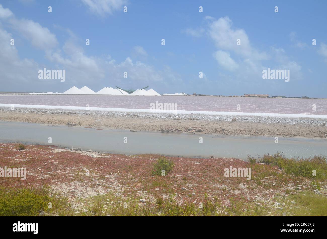 Fluss mit Pflanzen am Ufer und der Saline von Bonaire im Hintergrund Stockfoto