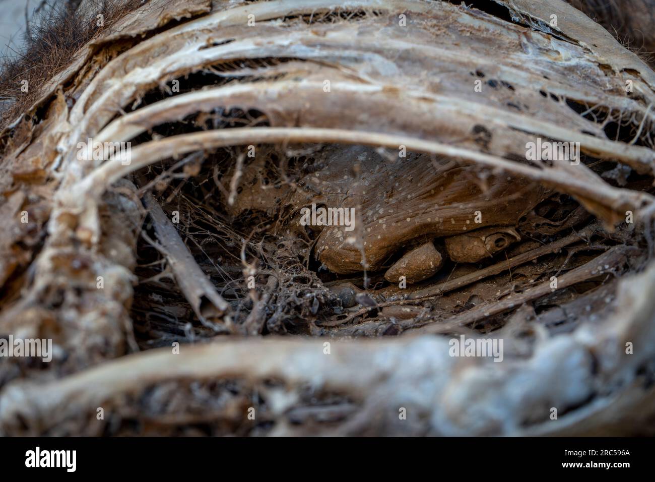 In einem toten Bergziegen-Rippenkäfig und getrocknetem Magen mit Spinnennetzen. Stockfoto