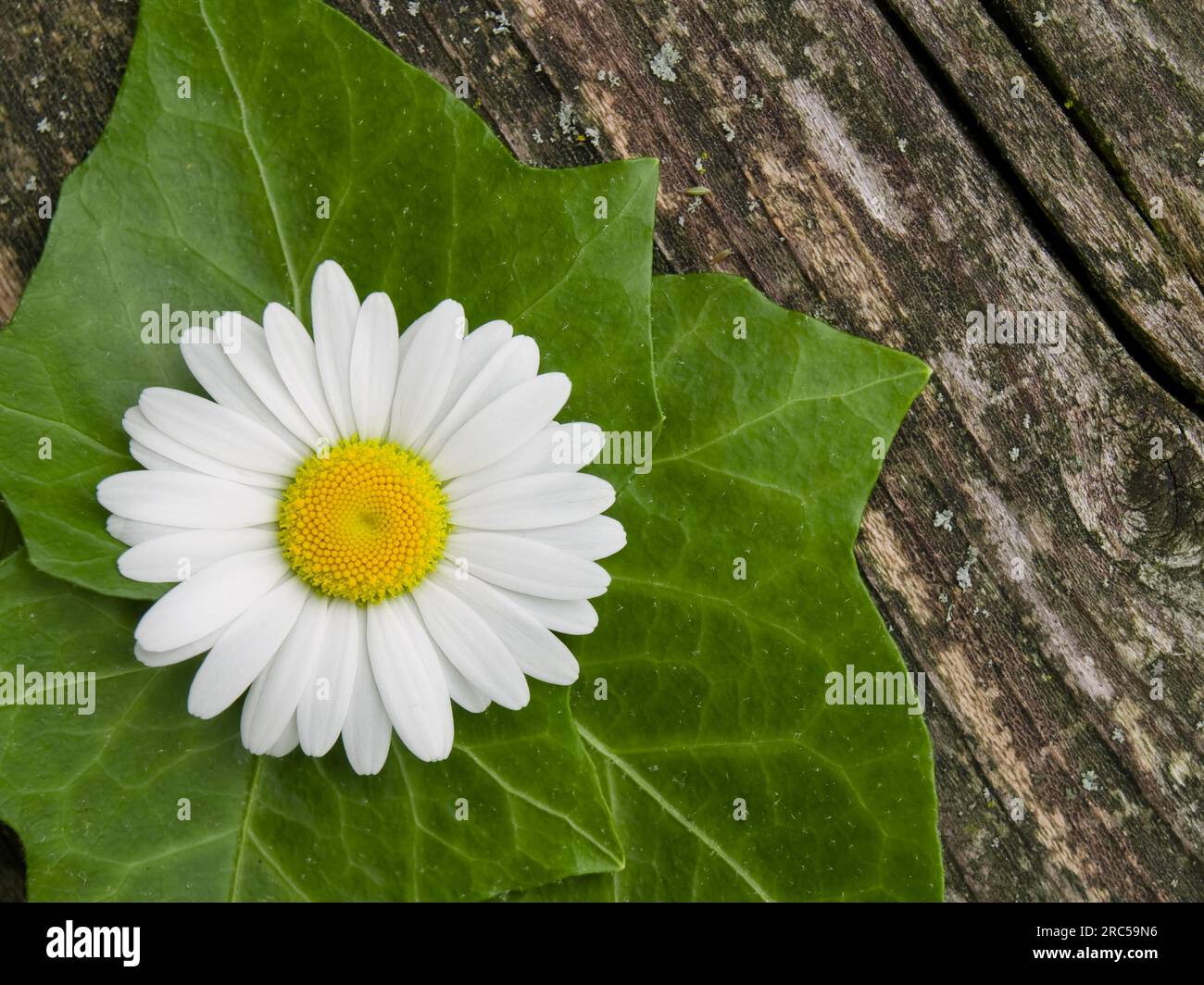elefantenfuß palmenerde Elefantenfuß - Beaucarnea recurvata main image 0