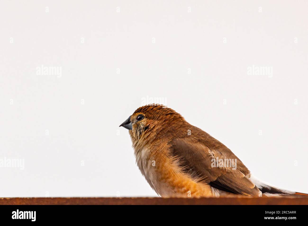Ein Silver Bill, der in den Himmel blickt Stockfoto