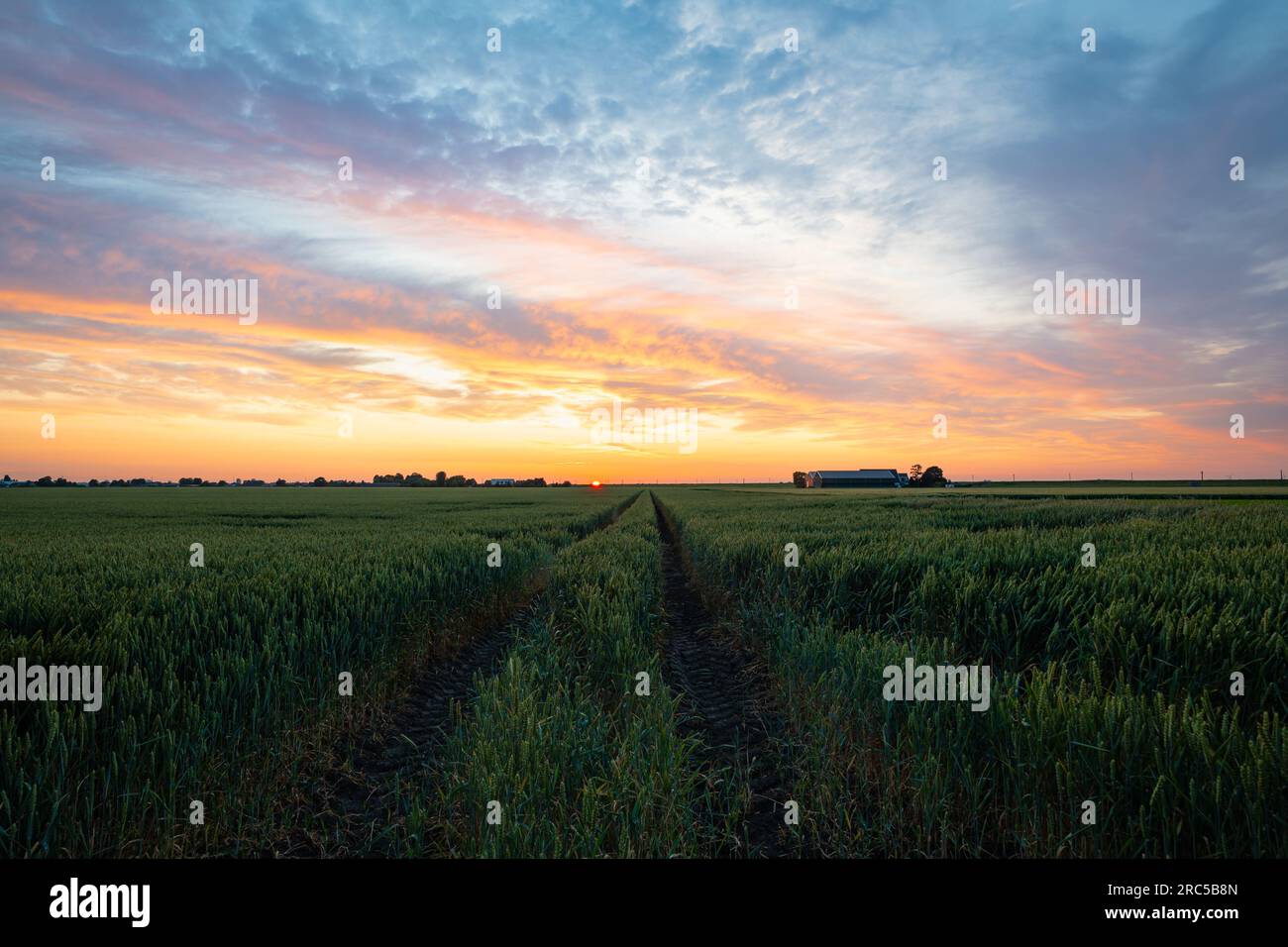 Idyllischer Blick auf den farbenfrohen Sonnenuntergang über einem Weizenfeld Stockfoto