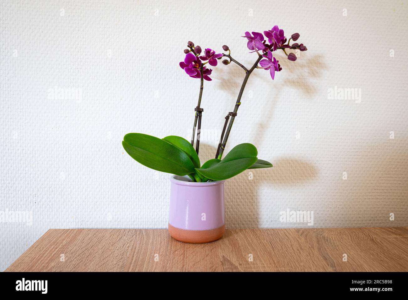 Rosa bis violett blühende Orchidee (Phalaenopsis) auf einem Tisch Stockfoto