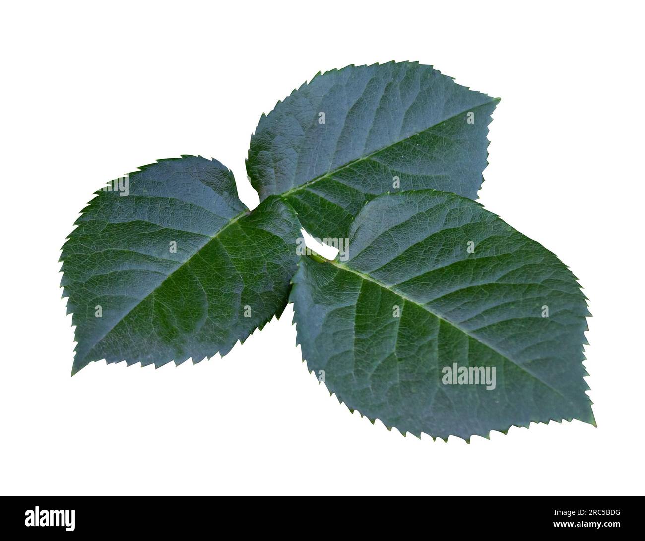 Dunkelgrünes Rosenblatt isoliert auf weißem Hintergrund. Zweig einer Rose mit isoliertem Blatt auf weißem Hintergrund. Stockfoto