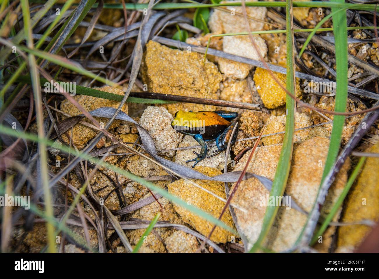 Blaubeinige Mantella, Isalo Nationalpark, Madagaskar Stockfoto