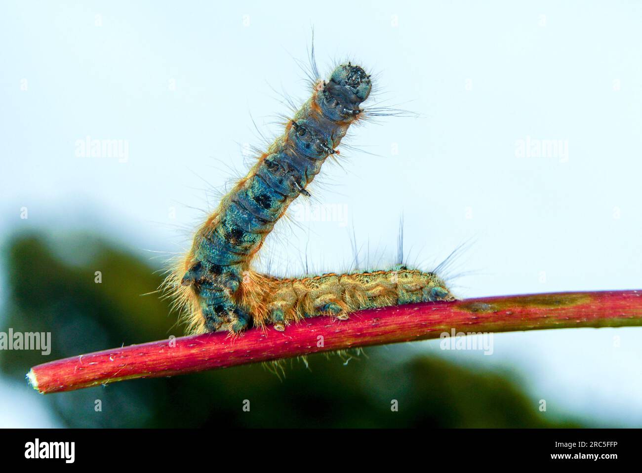 Lackey Moth Caterpillar V Shape auf dem Weg an der Hartland Devon Heritage Coast 11 - 12 Stockfoto